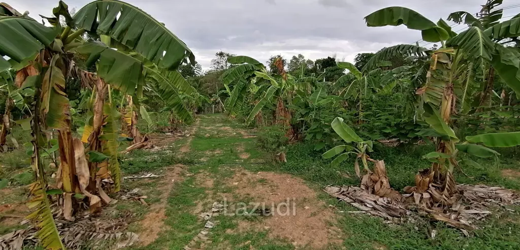 4 Rai plot of land in Nong Ya Plong