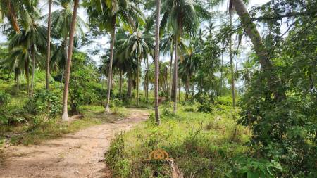 Prime Beachfront Land for Sale in Bang Ma Kham Ko Samui