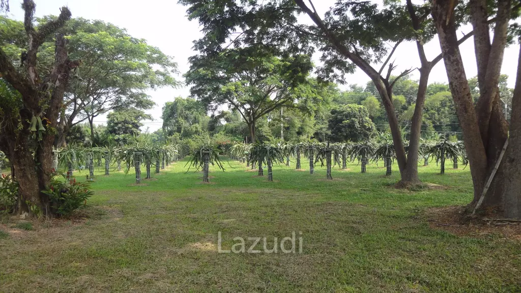 18 Rai Land with organic fruit trees for sale