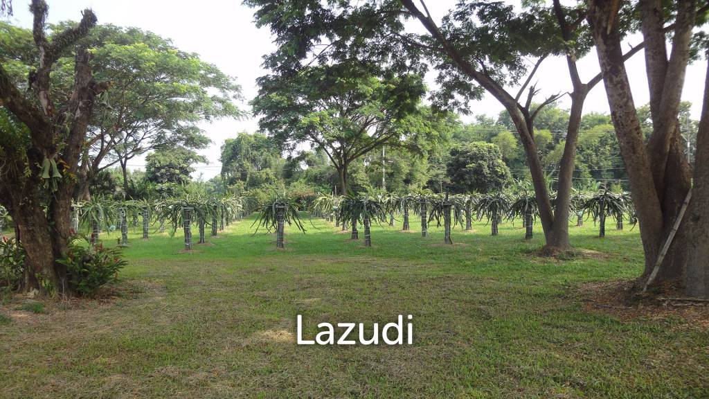 18 Rai Land with organic fruit trees for sale