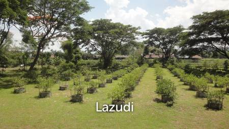 18 Rai Land with organic fruit trees for sale