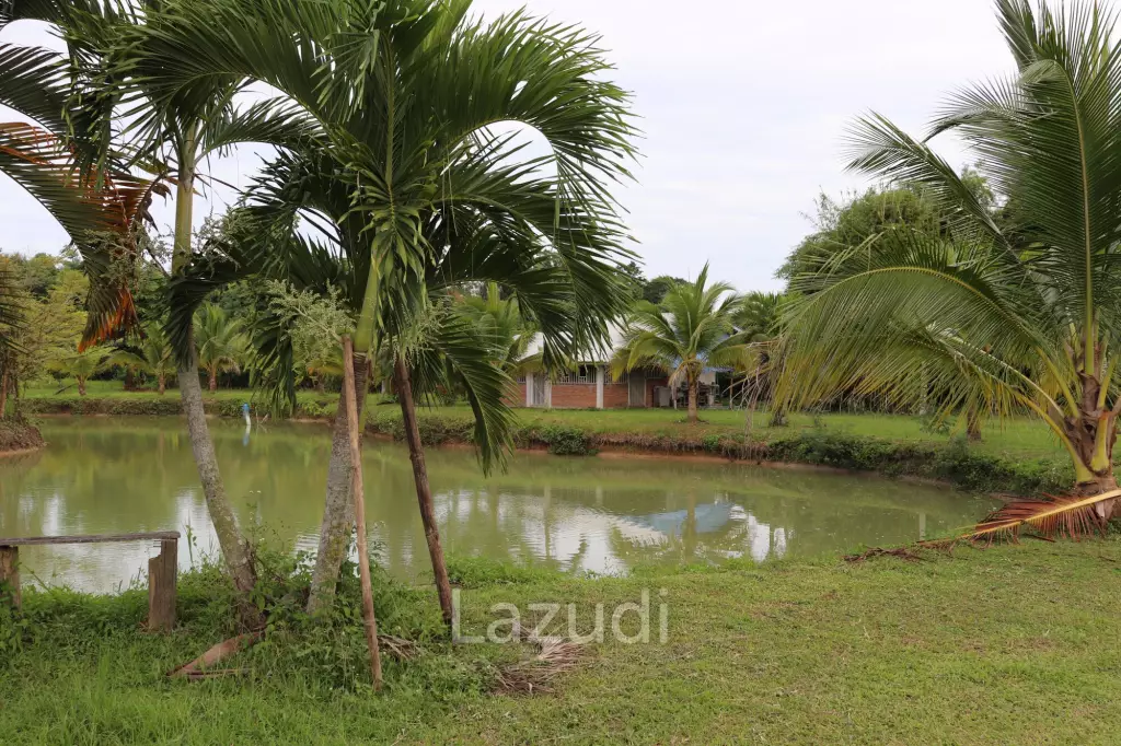 18 Rai Land with organic fruit trees for sale