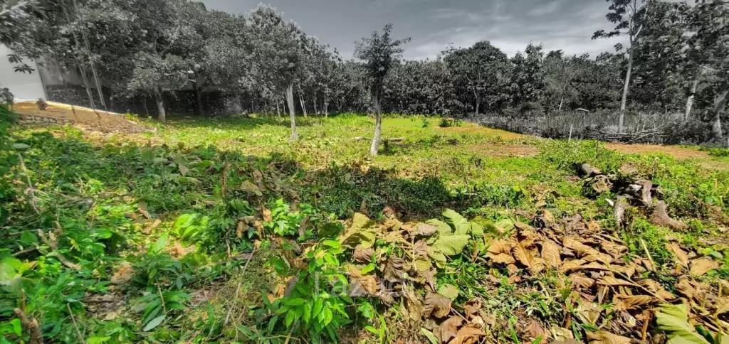 SPACIOUS FREEHOLD LAND IN ULUWATU: IDEAL RESIDENTIAL OPPORTUNITY