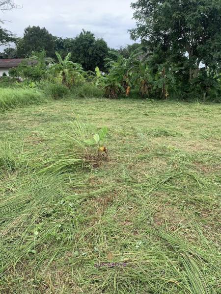 1,534.4 SQ.M Land For Sale In Chalong