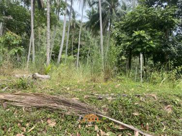 3 Rai of Freehold Land with Lush Greenery in Lamai.