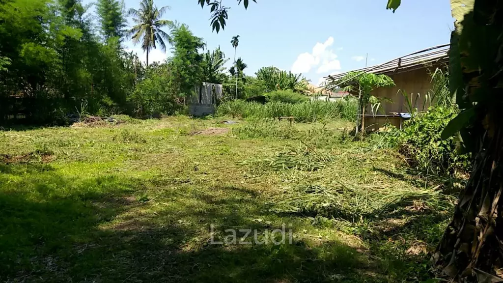 Fertile river bank in Baan Huai Sai