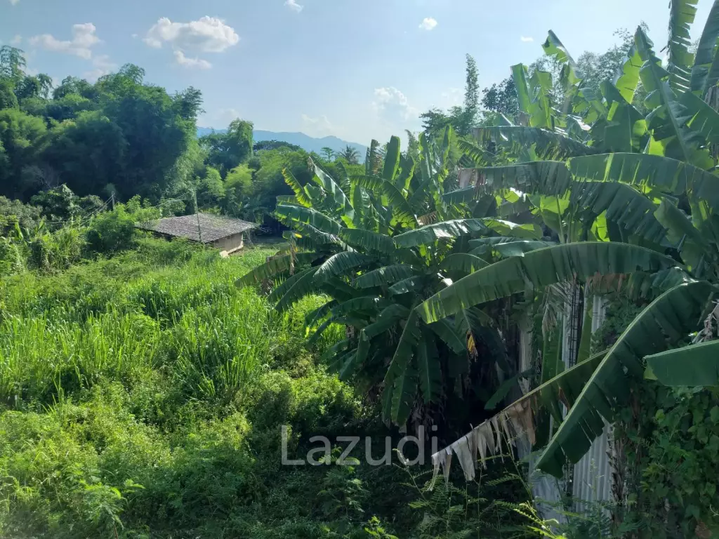 Fertile river bank in Baan Huai Sai