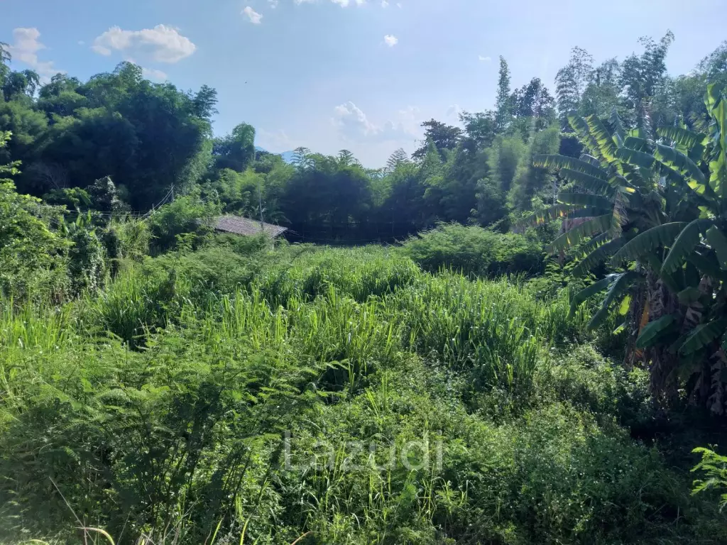 Fertile river bank in Baan Huai Sai