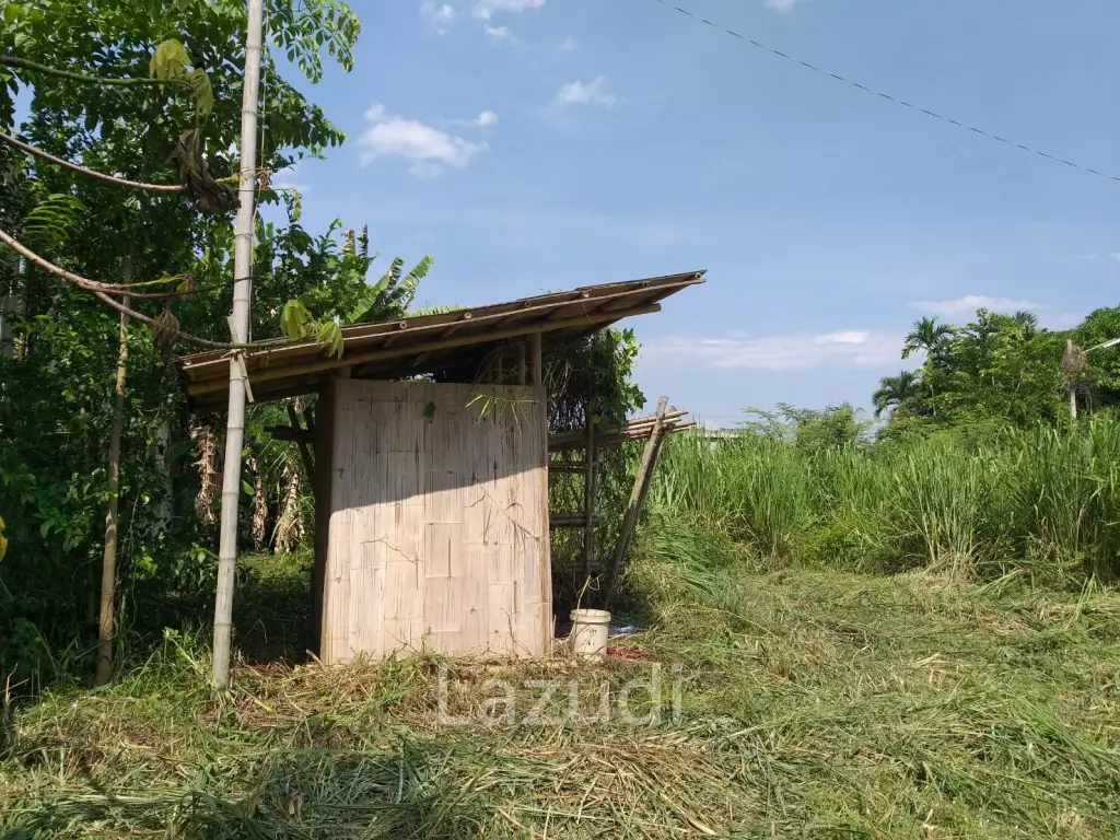 Fertile river bank in Baan Huai Sai