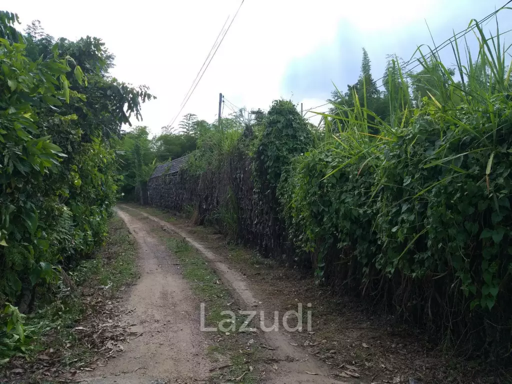 Fertile river bank in Baan Huai Sai