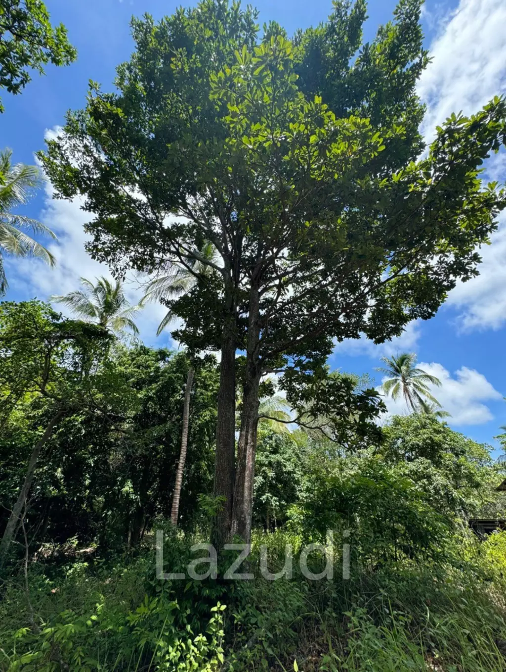 Stunning Sea View Land for Sale in Koh Phangan!