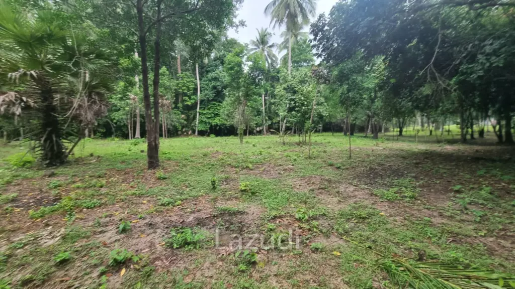 Exceptional Flat Land for Development in Koh Phangan – Ideal Investment Opportunity