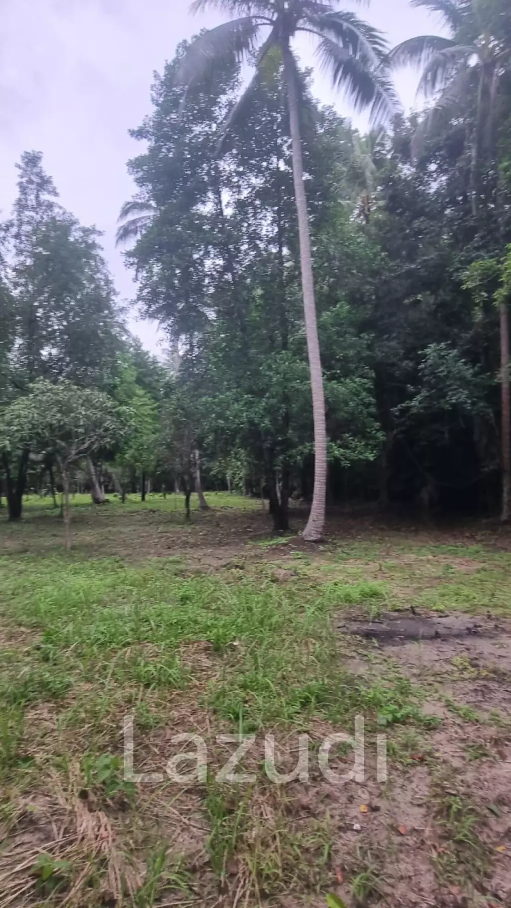 Exceptional Flat Land for Development in Koh Phangan – Ideal Investment Opportunity