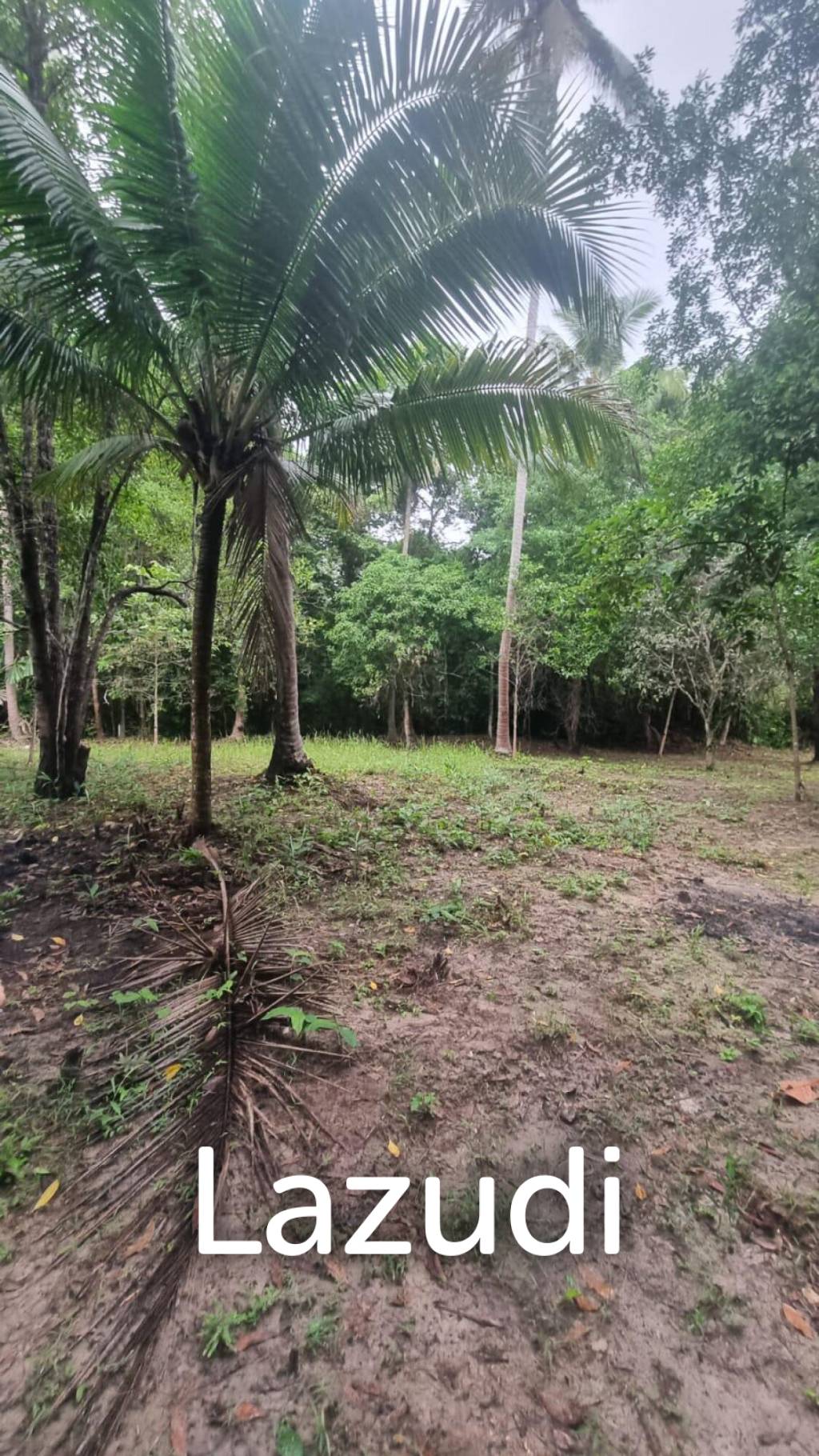 Exceptional Flat Land for Development in Koh Phangan – Ideal Investment Opportunity