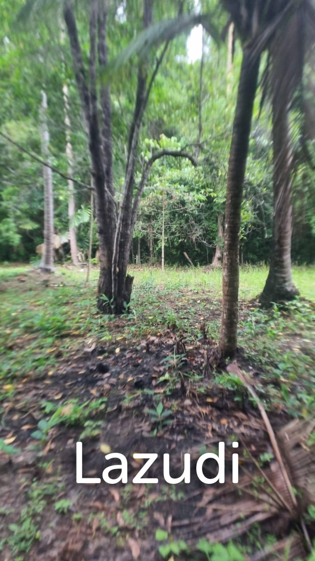 Exceptional Flat Land for Development in Koh Phangan – Ideal Investment Opportunity