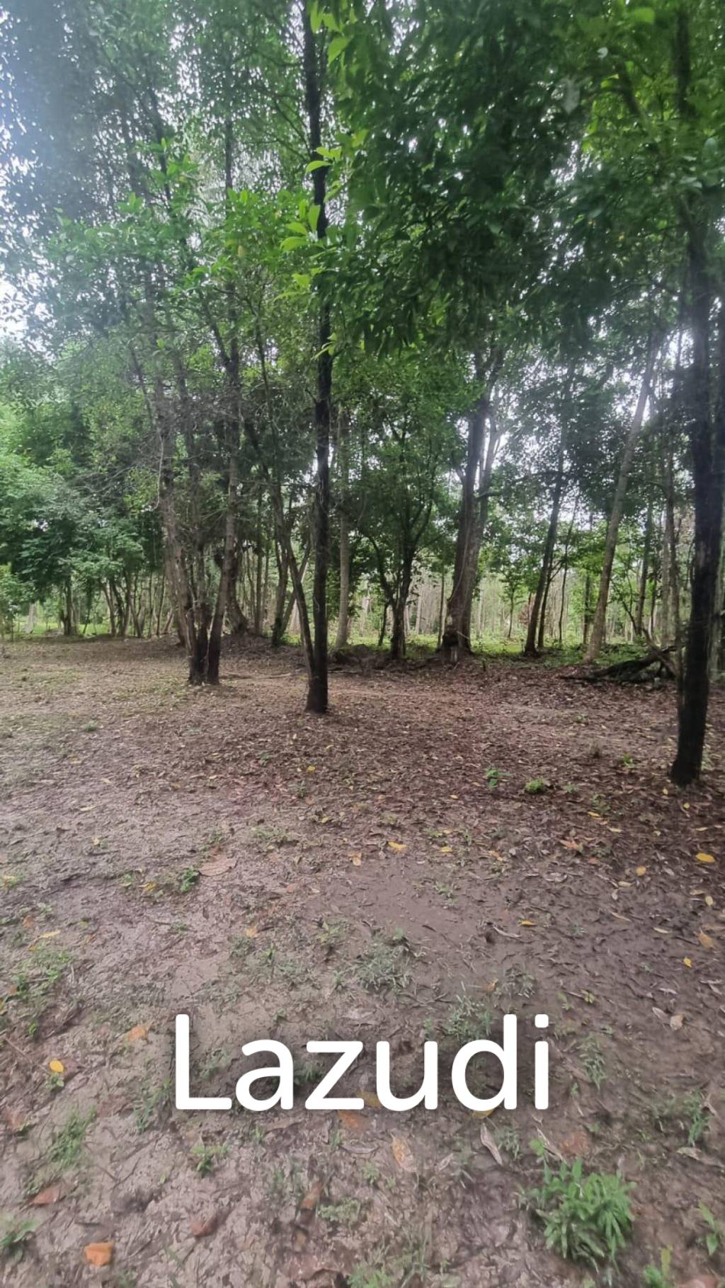Exceptional Flat Land for Development in Koh Phangan – Ideal Investment Opportunity