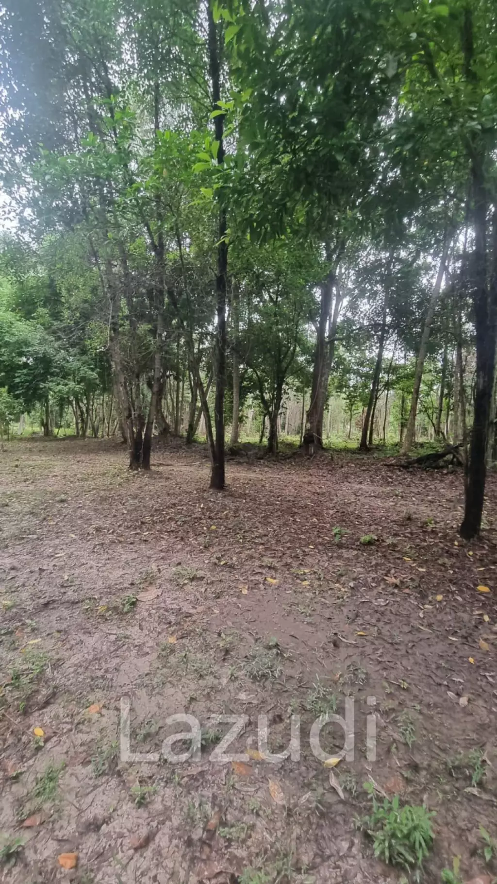 Exceptional Flat Land for Development in Koh Phangan – Ideal Investment Opportunity