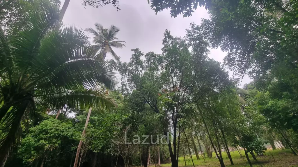 Exceptional Flat Land for Development in Koh Phangan – Ideal Investment Opportunity