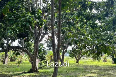 Scenic Fruit Plantation Land for Sale – Ideal for Villa Development