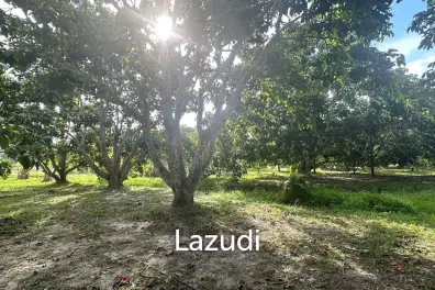 Scenic Fruit Plantation Land for Sale – Ideal for Villa Development