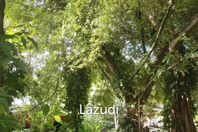 Beautiful Land for Sale in Ko Pha-ngan