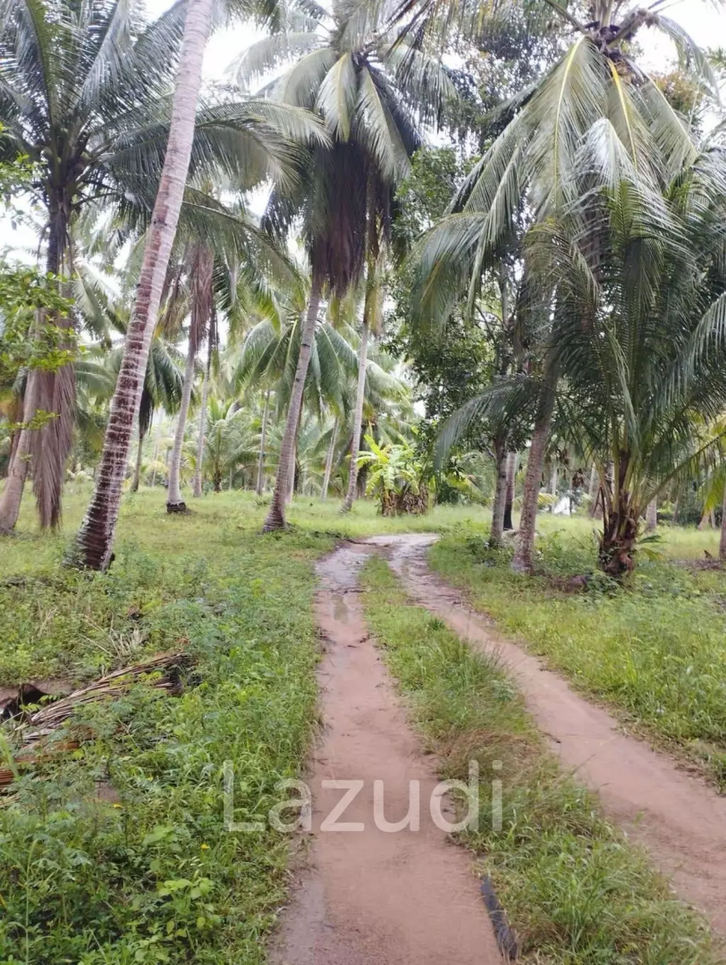 7-Rai Flat Land in Baan Nai Suan, Koh Phangan