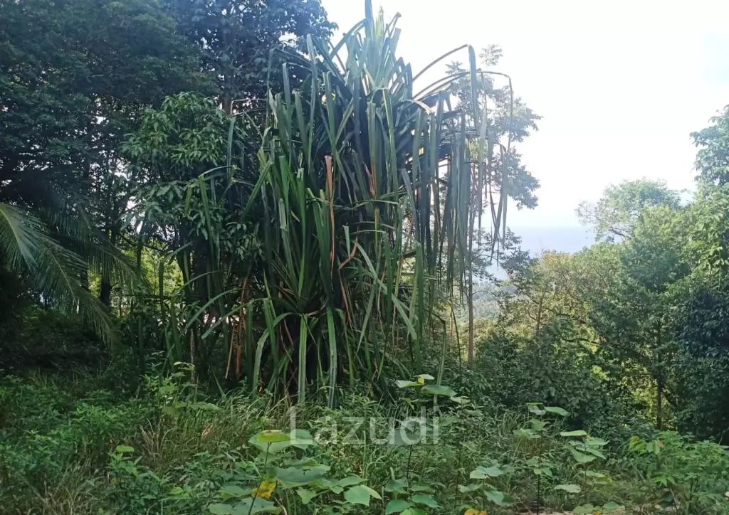 Secluded Highland Forest Land for Sale in Ko Pha-ngan