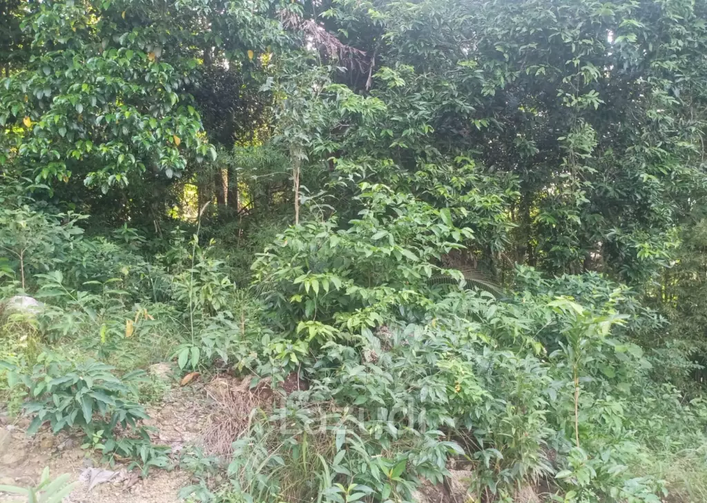Secluded Highland Forest Land for Sale in Ko Pha-ngan