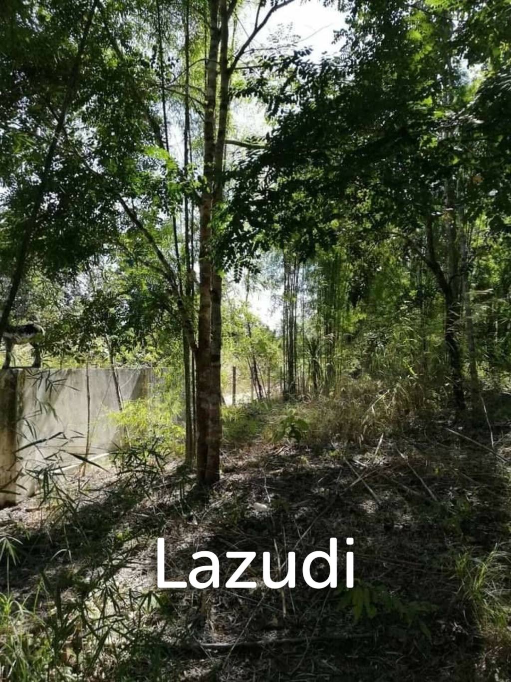 20 Rai Land with Teak Wood and Trees For Sale in Mae Taeng