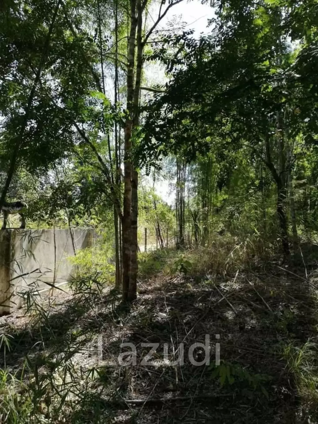 20 Rai Land with Teak Wood and Trees For Sale in Mae Taeng