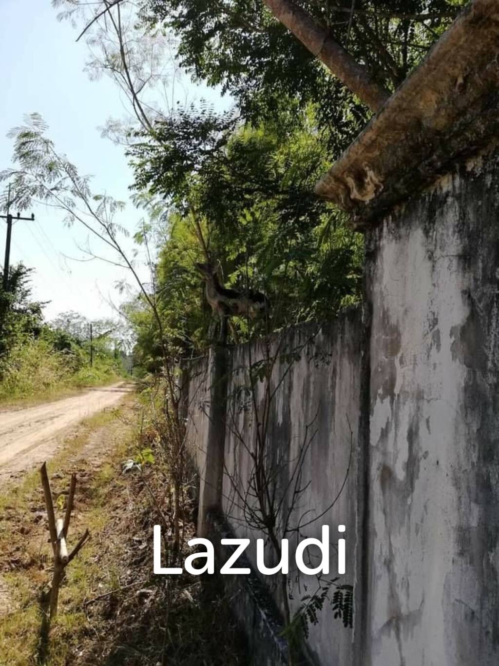 20 Rai Land with Teak Wood and Trees For Sale in Mae Taeng