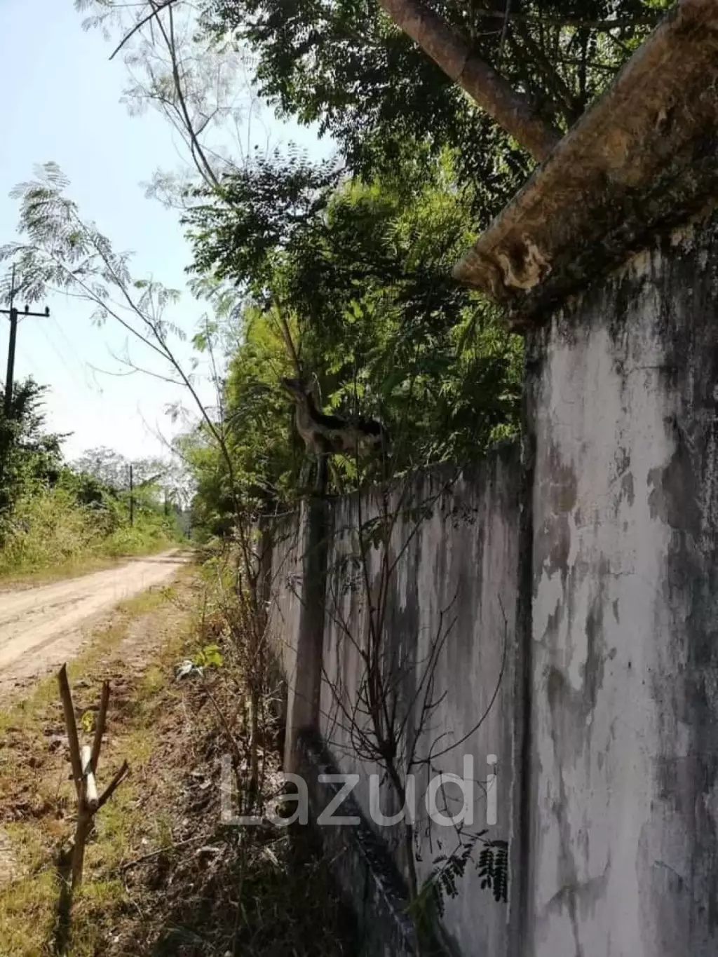 20 Rai Land with Teak Wood and Trees For Sale in Mae Taeng