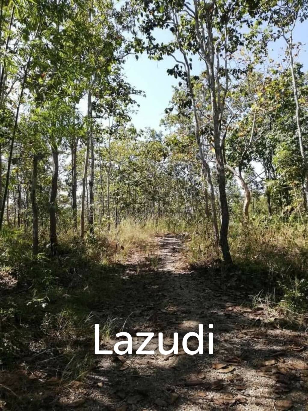 20 Rai Land with Teak Wood and Trees For Sale in Mae Taeng