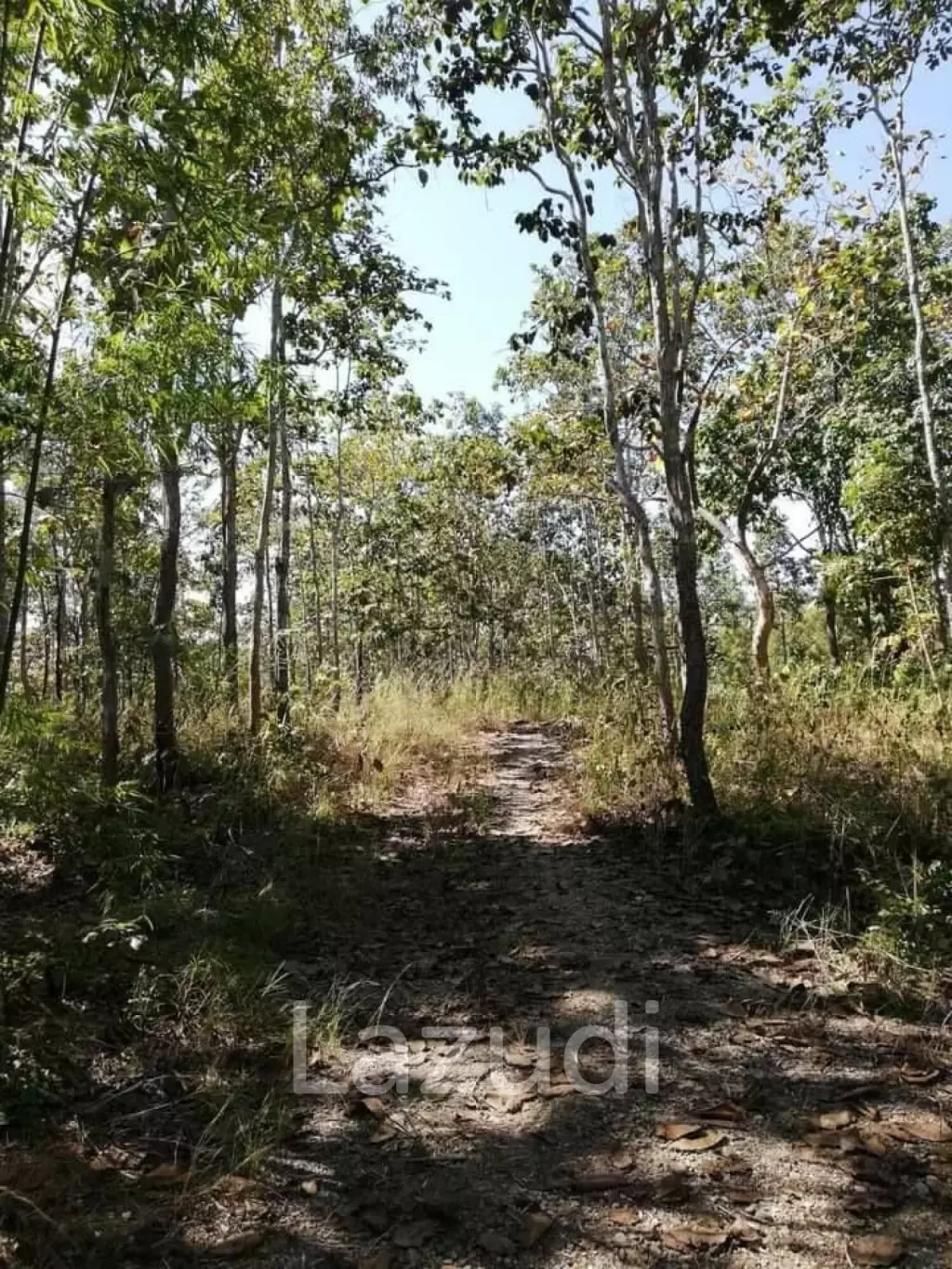 20 Rai Land with Teak Wood and Trees For Sale in Mae Taeng