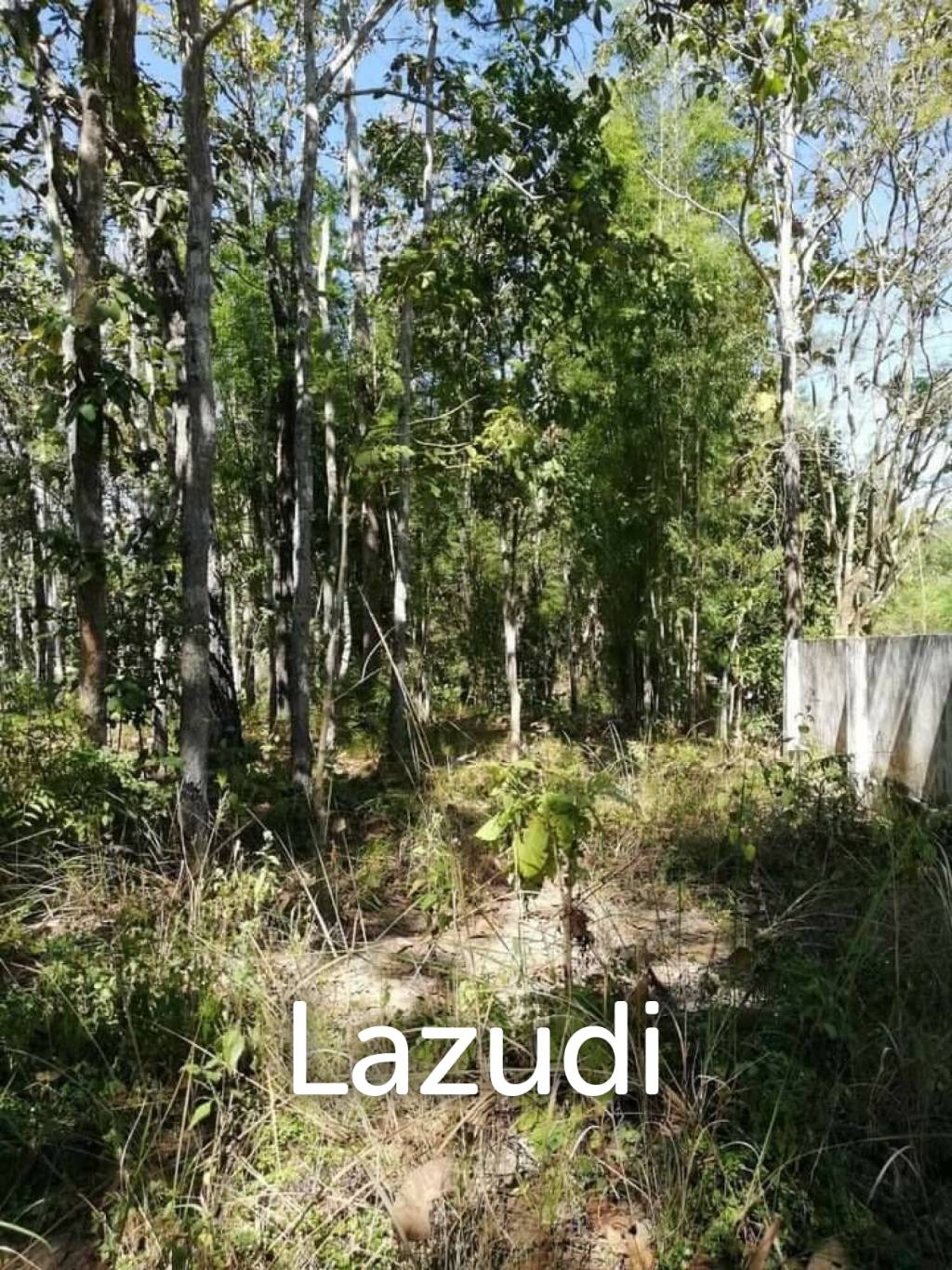 20 Rai Land with Teak Wood and Trees For Sale in Mae Taeng