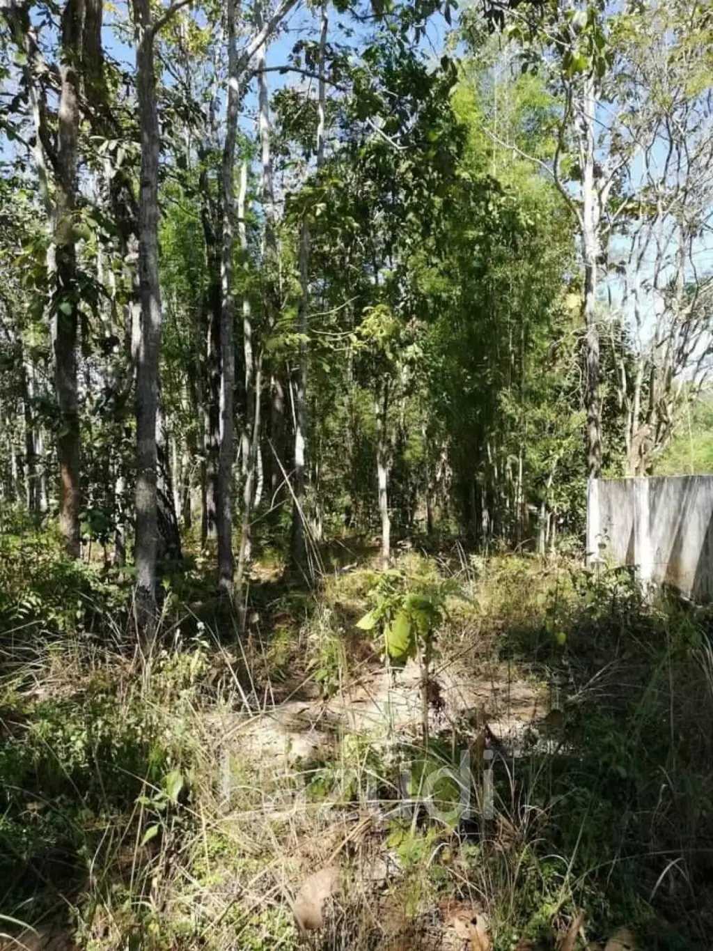20 Rai Land with Teak Wood and Trees For Sale in Mae Taeng