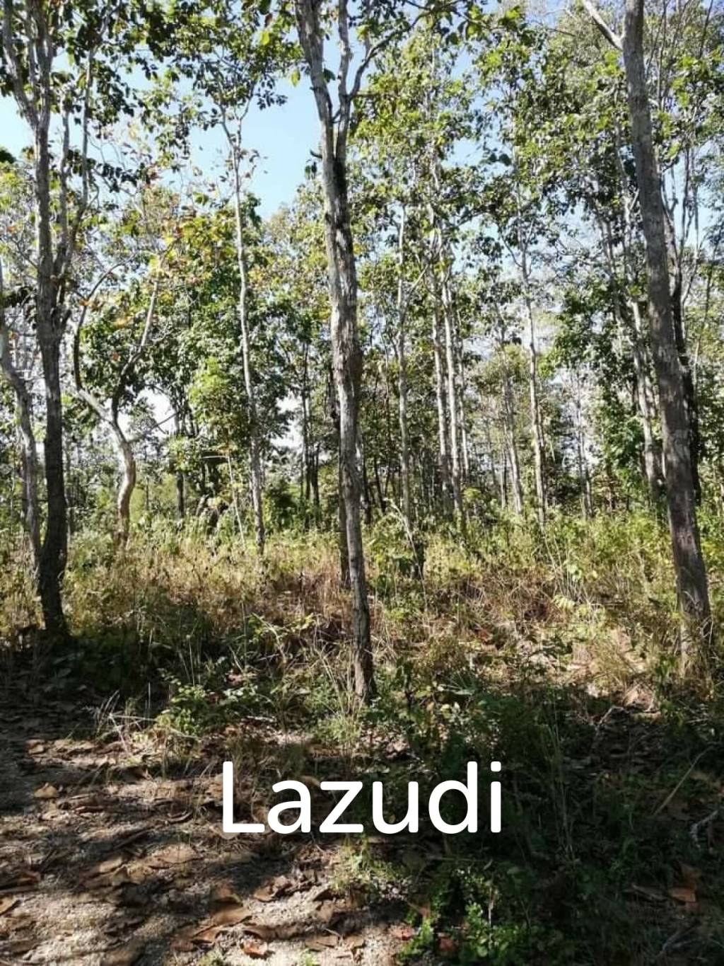 20 Rai Land with Teak Wood and Trees For Sale in Mae Taeng