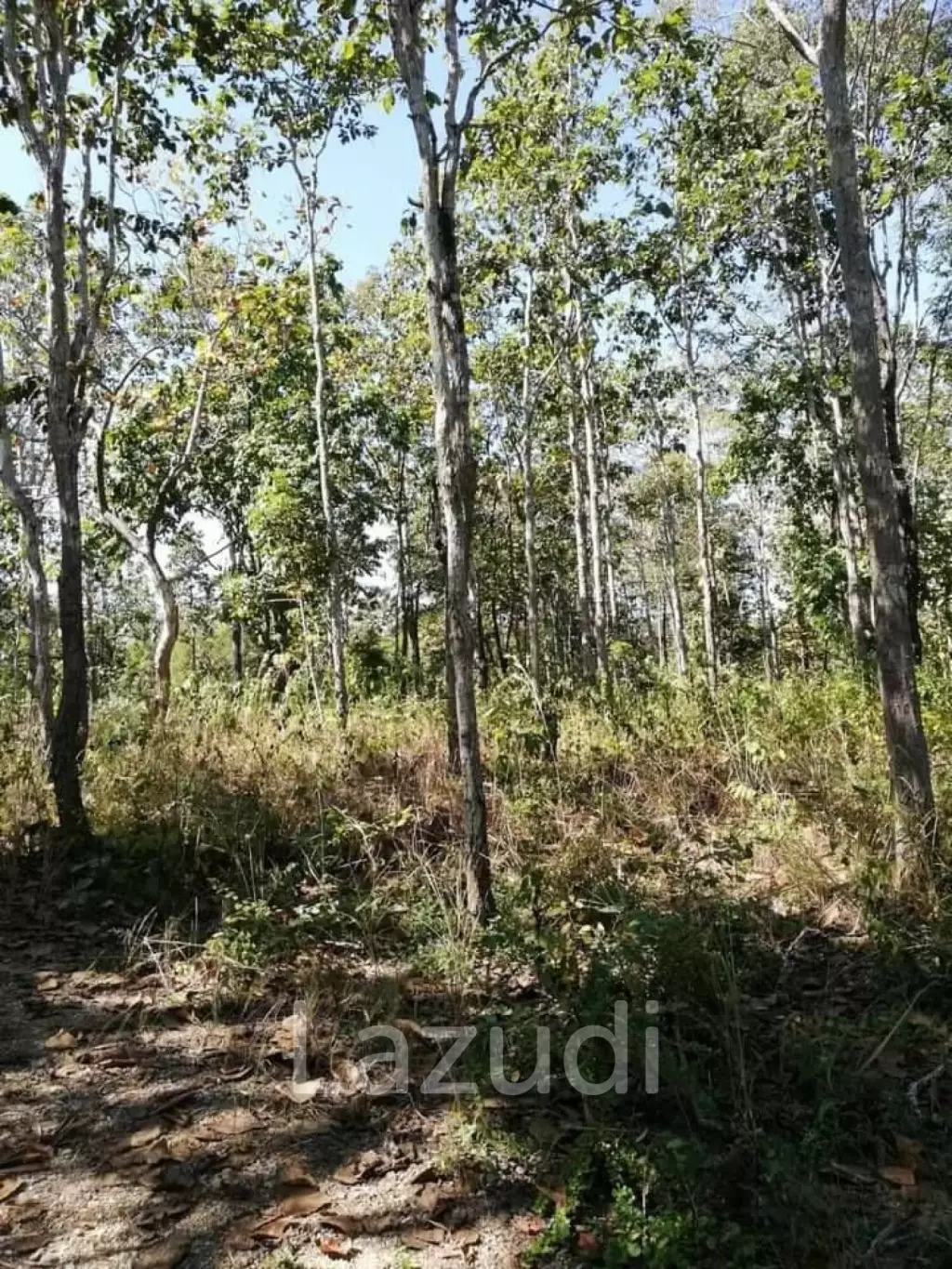 20 Rai Land with Teak Wood and Trees For Sale in Mae Taeng