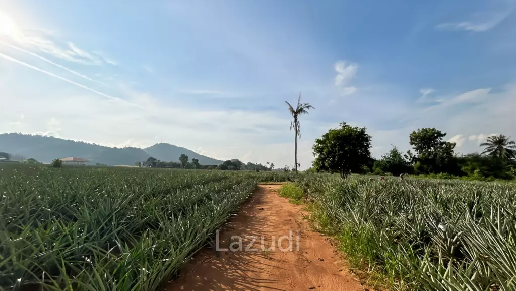 Prime Development Land - 10 Rai in Khao Tao - Pak Nam Pran