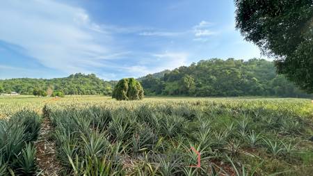 Prime Development Land - 10 Rai in Khao Tao - Pak Nam Pran