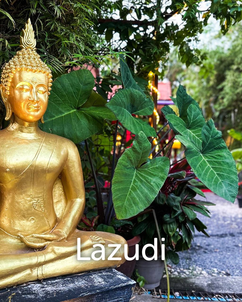 7 years contratct renewable for A Culinary Gem on Koh Samui