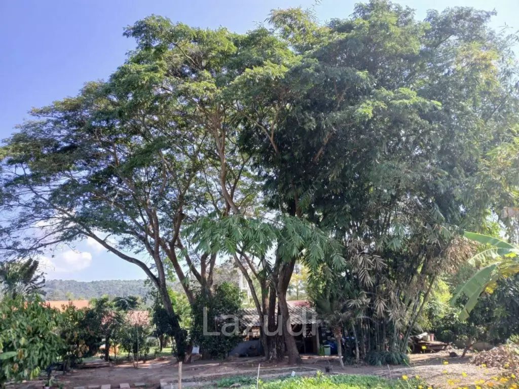 Beautiful Teak Wooden House with 1 Rai Land Near Mae Taeng