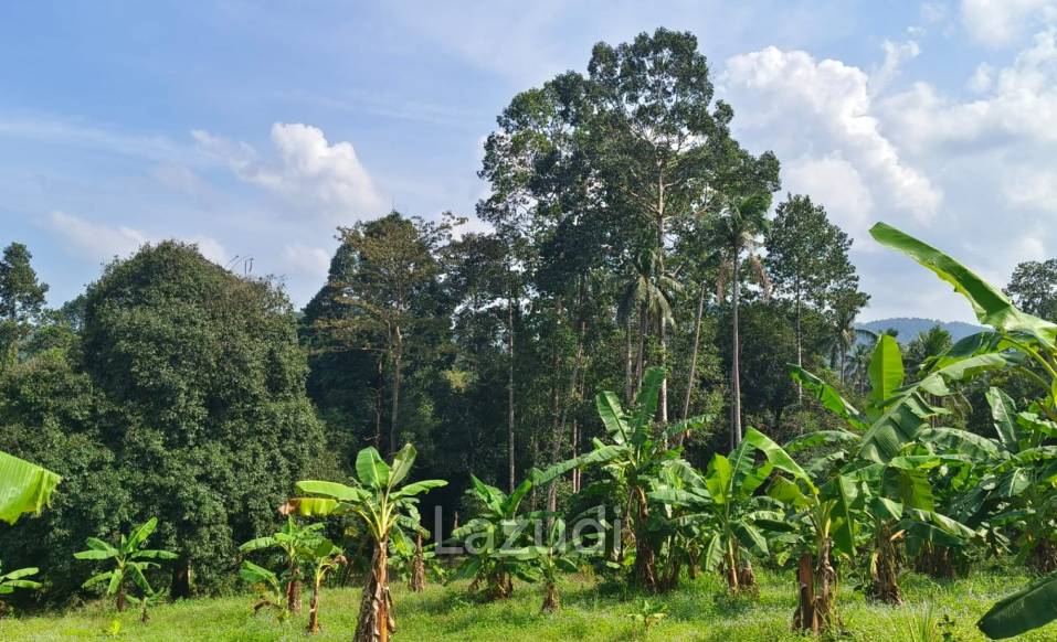 Prime Land for Sale in Mae Nam, Ko Samui – 1,984 sqm