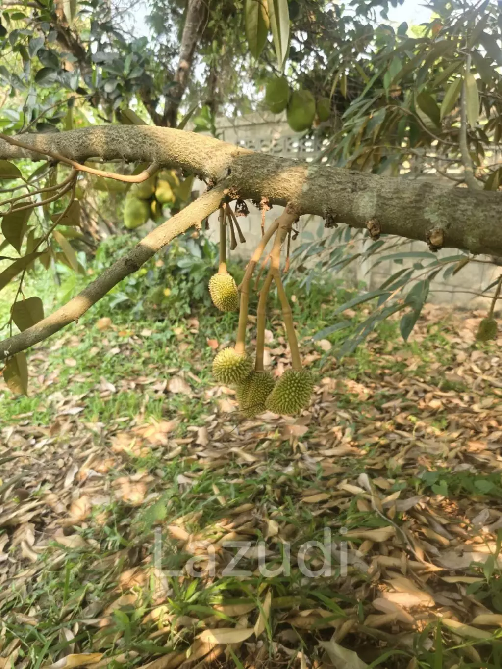2 bed 2 bath house with fruit garden for sale