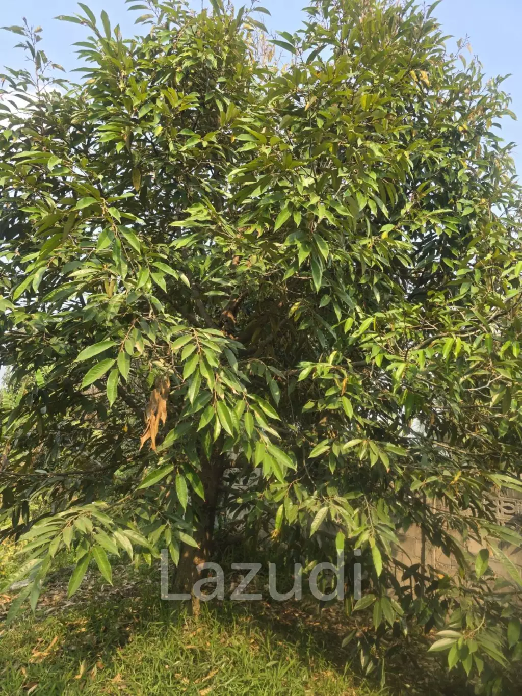 2 bed 2 bath house with fruit garden for sale