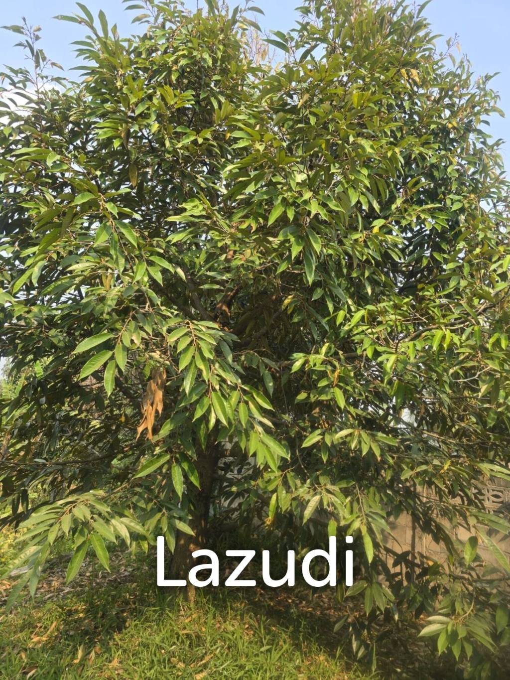 2 bed 2 bath house with fruit garden for sale