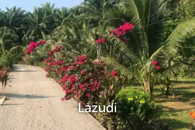 17 Rai of Beautiful Plantation Land. Unbeatable Value!