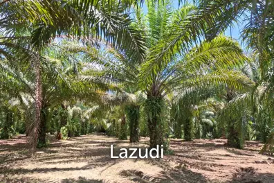 Unbeatable Value! 17 Rai of Stunning Land.