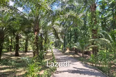 Unbeatable Value! 17 Rai of Stunning Land.