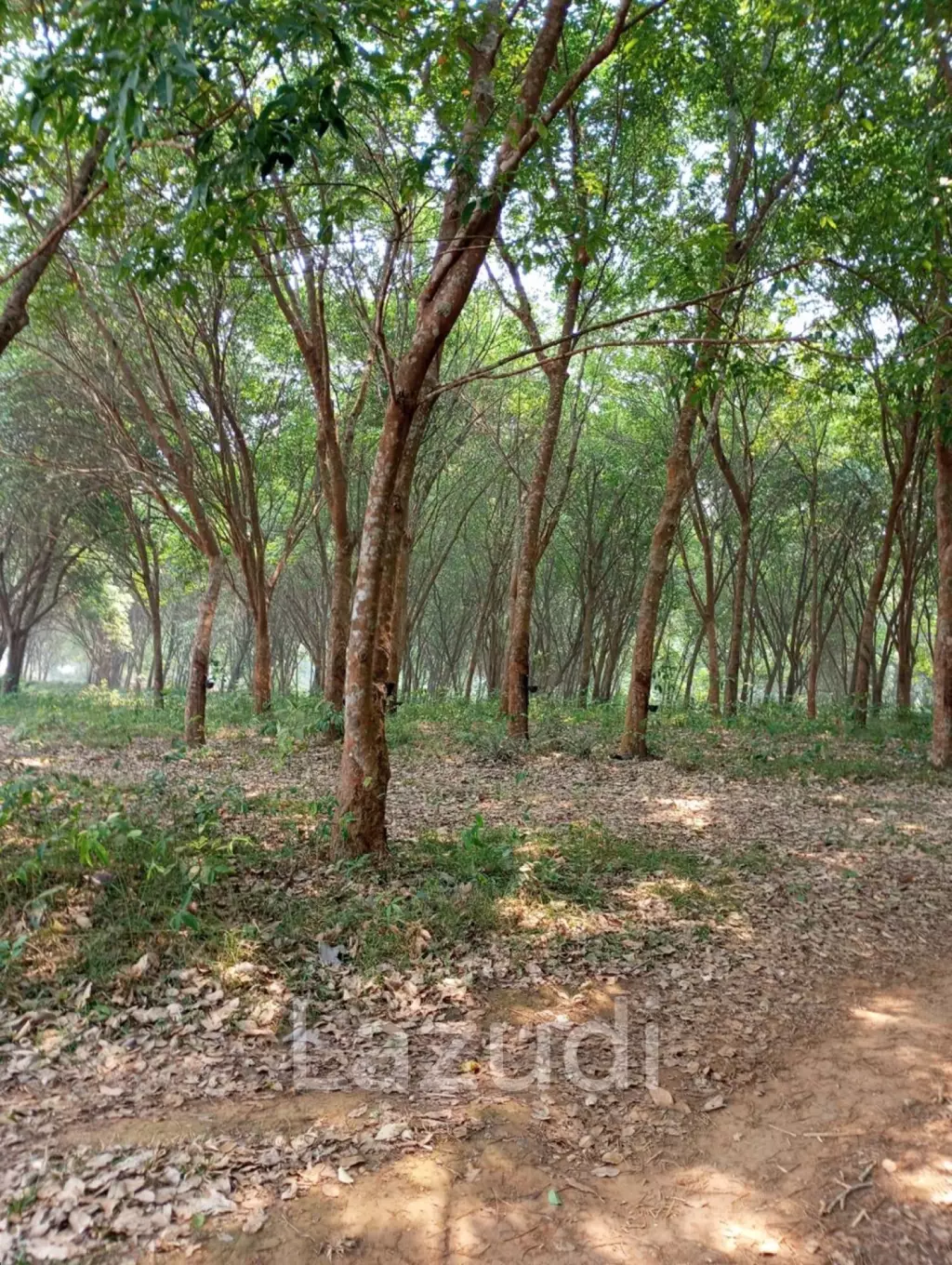 ขายที่ดิน 268 ไร่ติดกับทะเลสาบเชียงแสน ราคาพิเศษ!
